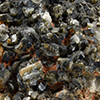 v-Cassiterite_quadratique.jpg